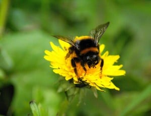 rêve bourdon abeille pollen fleur