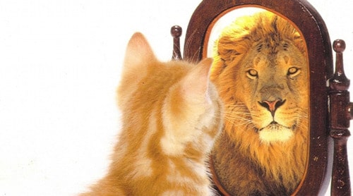 Jpdiamukpictqphl Les 40 Meilleures Chat Miroir Lion Chat Miroir Lion