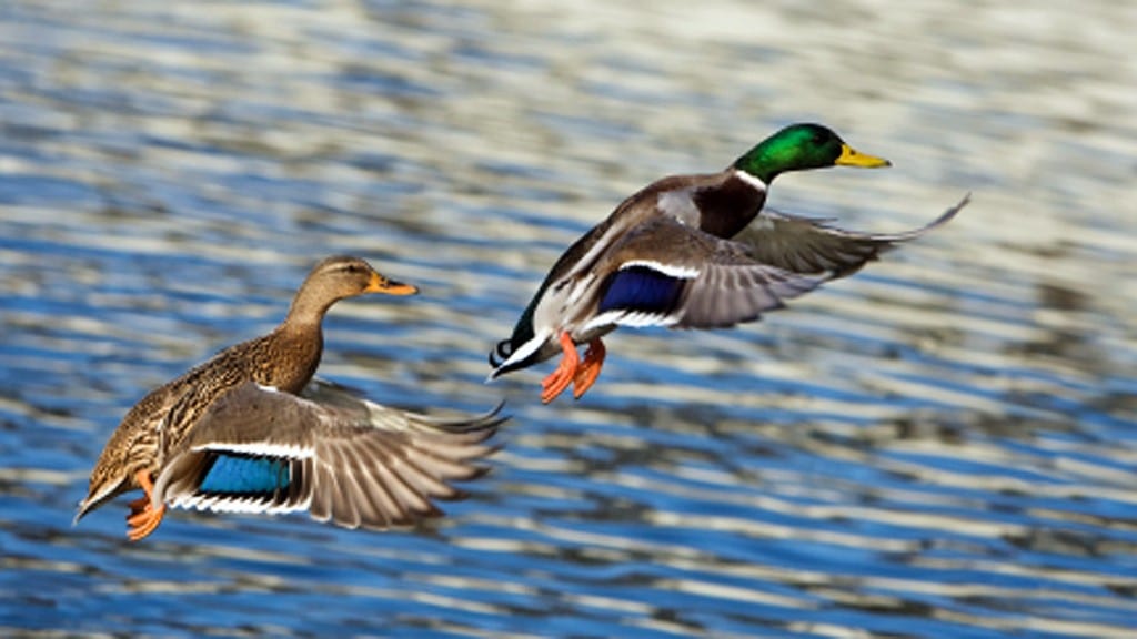 canard colvert