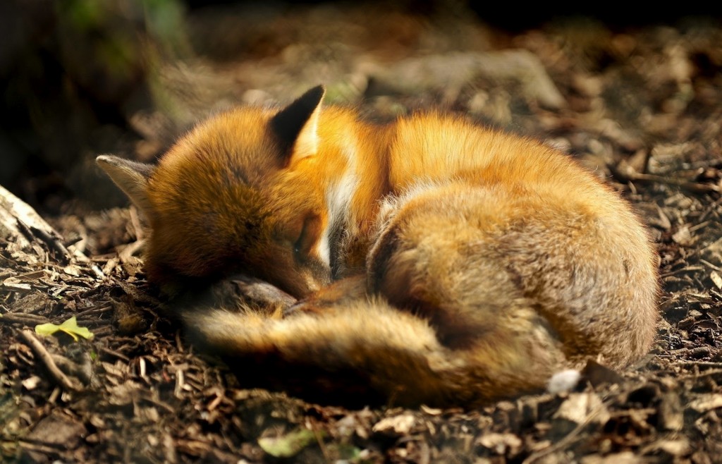 fox-9857-2560x1600